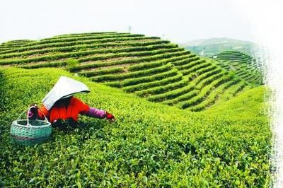 中國茶產能過剩，茶企如何突破困局轉向高盈利？