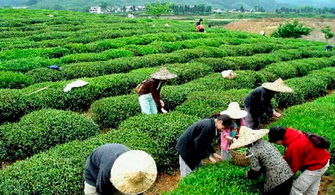 武義縣茶葉銷售再創(chuàng)新高 1-7月達(dá)7300萬(wàn)元，創(chuàng)新裝飾品成亮點(diǎn)